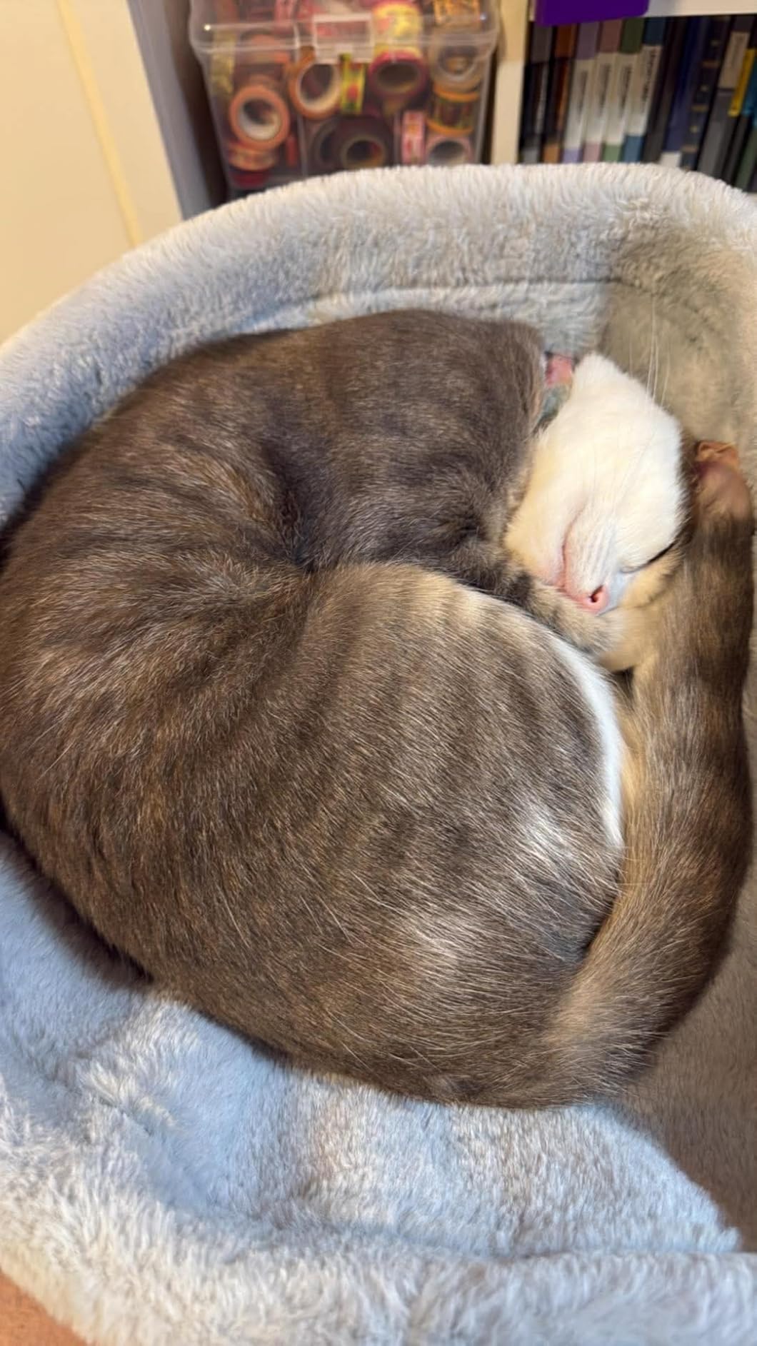 WhiskerWay™ Cat Desk Bed